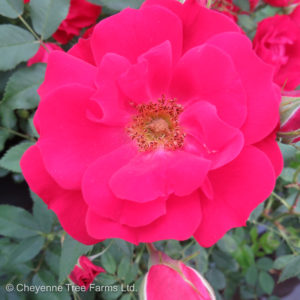 Rosa ADELAIDE HOODLESS Rose Shrub Tree Nursery, Greenhouse & Garden Centre