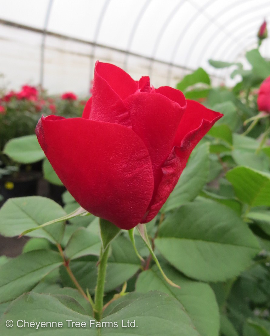 Rose Canady Rose Canadian Artist – Emily Carr – Cheyenne Tree Farm – Trees, Shrubs ...