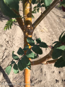 Sorbus decora SHOWY Mountain Ash Tree