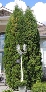 Cedar – Brandon Pyramidal