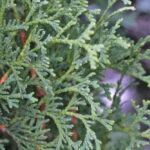 Thuja occidentalis BRANDON PYRAMID Cedar Evergreen