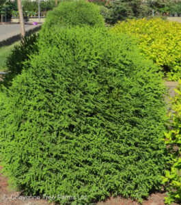 Cedar – Little Giant Globe