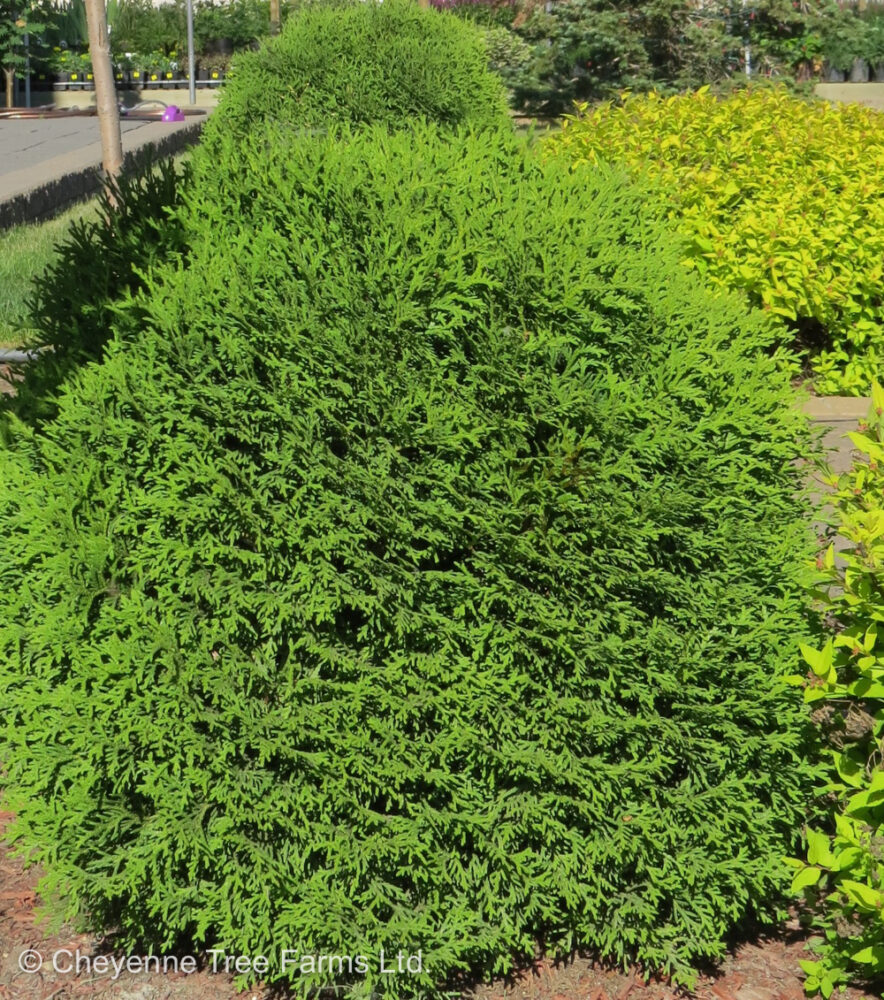 Cedar Little Giant Globe Cheyenne Tree Farm Trees, Shrubs