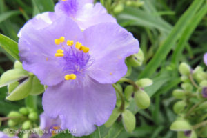 Spiderwort – Little Doll
