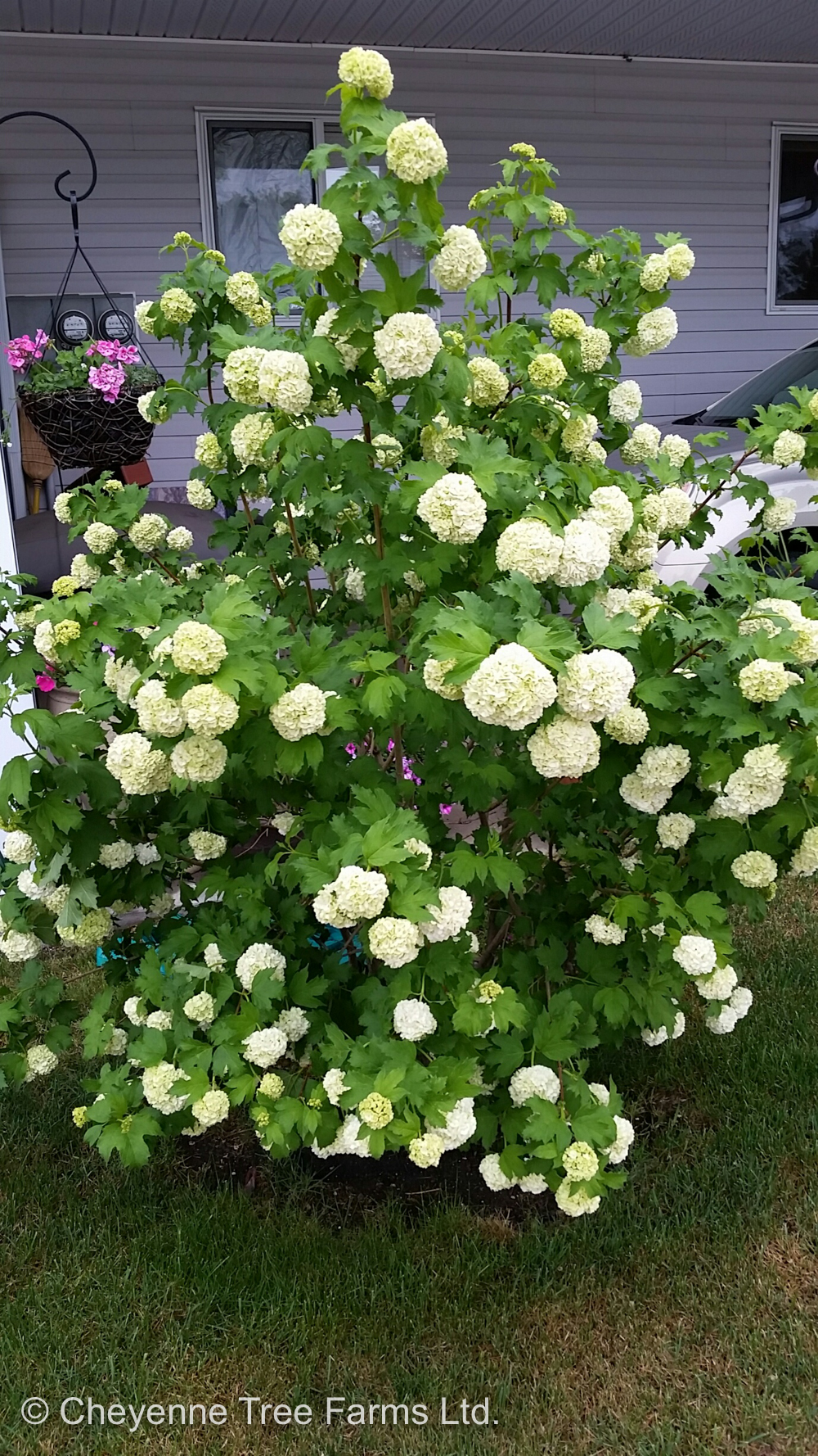 CTF Viburnum opulus roseum SNOWBALL (4)-2621 – Cheyenne Tree Farm ...
