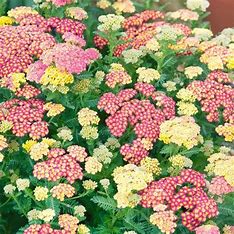 Yarrow – Summer Pastels