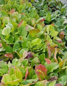 Bergenia – Elephant Ears