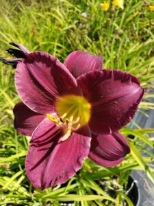 Daylily – Bella Lugosi