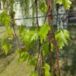 Betula CUTLEAF WEEPING Birch Tree Beaumont, Alberta Edmonton, Alberta Tree Nursery, Greenhouse & Garden Centre