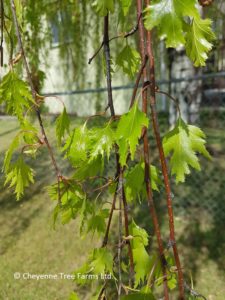 Betula CUTLEAF WEEPING Birch Tree Beaumont, Alberta Edmonton, Alberta Tree Nursery, Greenhouse & Garden Centre