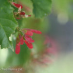 Acer tatarican Gar Ann HOT WINGS TARTARIAN MAPLE Tree Beaumont, Alberta Edmonton, Alberta Tree Nursery, Greenhouse & Garden Centre