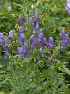 Monkshood – Napellus