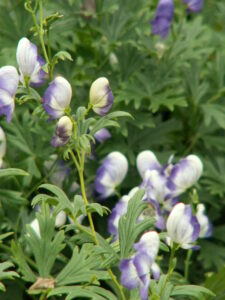 Monkshood – Bi Color