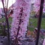 CTF Actaea HILLSIDE BLACK BEAUTY Bugbane Beaumont, Alberta Edmonton, Alberta Tree Nursery, Greenhouse & Garden Centre