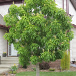 Aesculus OHIO BUCKEYE Tree Beaumont, Alberta Edmonton, Alberta Tree Nursery, Greenhouse & Garden Centre