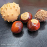 Aesculus OHIO Buckeye Tree Beaumont, Alberta Edmonton, Alberta Tree Nursery, Greenhouse & Garden Centre