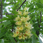 Aesculus OHIO Buckeye Tree Beaumont, Alberta Edmonton, Alberta Tree Nursery, Greenhouse & Garden Centre