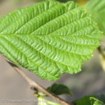 Alnus hirsuta 'Harbin' PRAIRIE HORIZON MANCHURIAN Alder Tree Beaumont, Alberta Edmonton, Alberta Tree Nursery, Greenhouse & Garden Centre