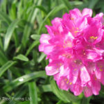 Thrift – Dusseldorf Pride