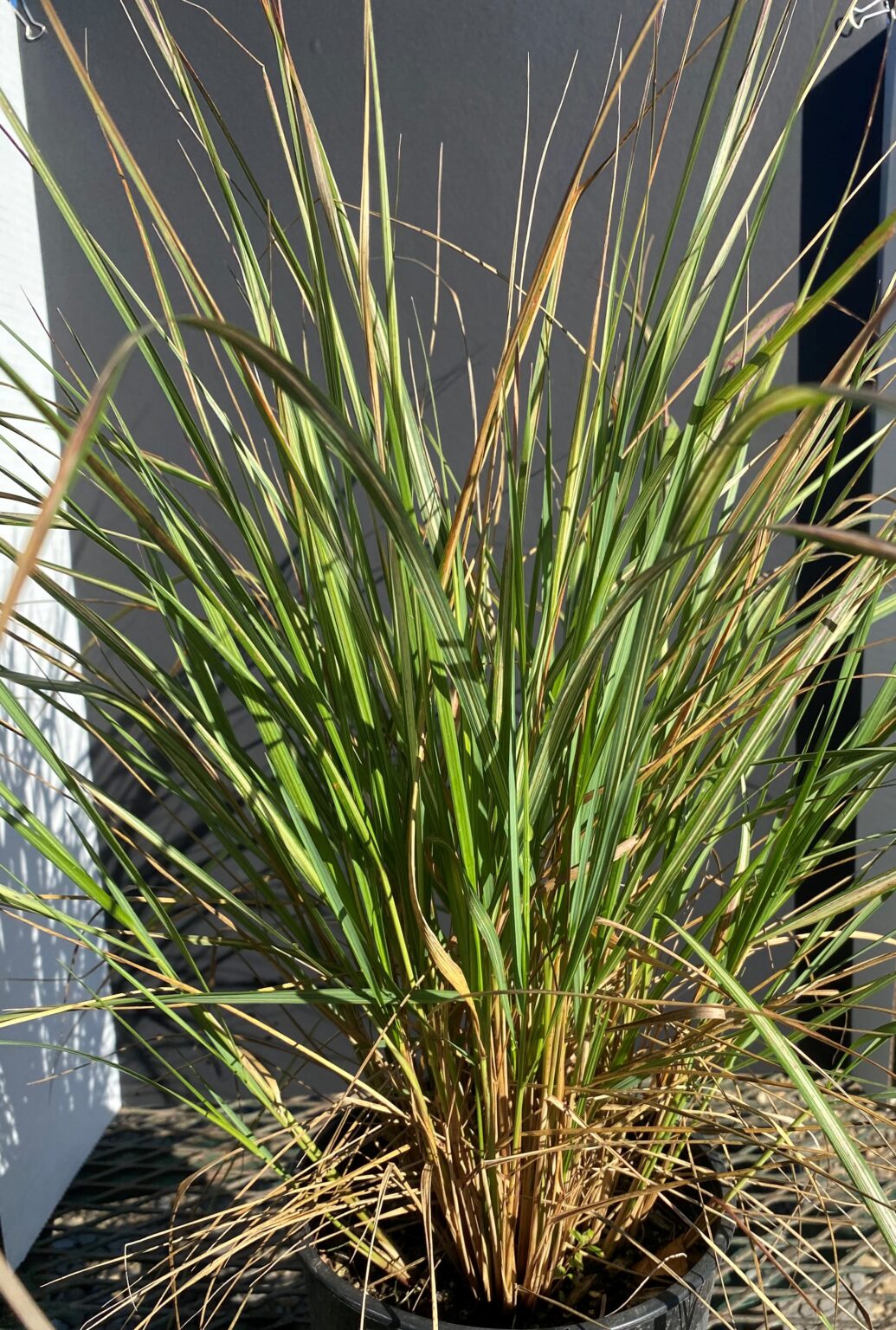 Feather Reed Grass Avalanche Variegated Cheyenne Tree Farm Trees