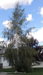 Birch – Cutleaf Weeping