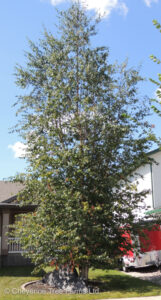 Birch – Paper Multi Stem