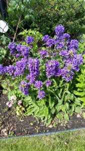 Bellflower (Campanula) – Superba Clustered