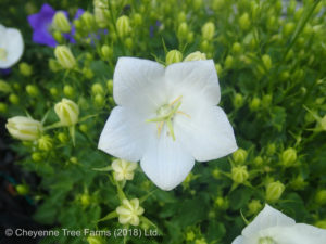 Bellflower (Campanula) – Uniform White