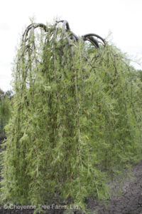 Caragana Weeping – Walker Fernleaf  Top Graft