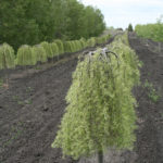 Caragana arborescens WALKER Weeping Caragana Tree Beaumont, Alberta Edmonton, Alberta Tree Nursery, Greenhouse & Garden Centre