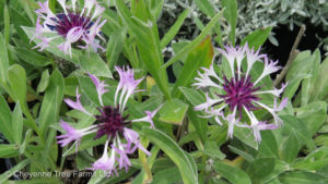 Cornflower – Amethyst in Snow