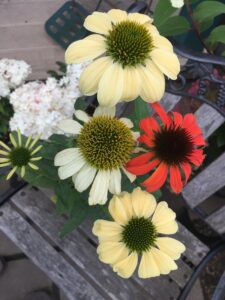Coneflower (Echinacea) – Cheyenne Spirit