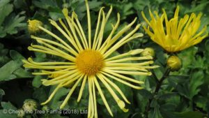 Daisy (Chrysanthemum) – Mammoth Yellow Quill