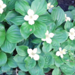 Cornus canadensis BUNCHBERRY perennial Beaumont, Alberta Edmonton, Alberta Tree Nursery, Greenhouse & Garden Centre