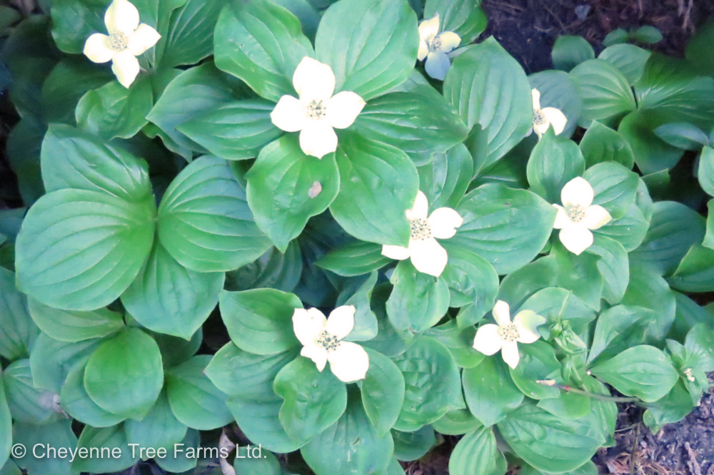Bunchberry Cheyenne Tree Farm Trees, Shrubs, Perennials Edmonton