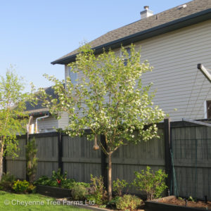 Crataegus mordensis SNOWBIRD Hawthorn Tree Beaumont, Alberta Edmonton, Alberta Tree Nursery, Greenhouse & Garden Centre