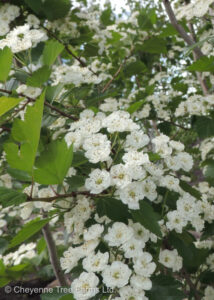 Hawthorn – Snowbird