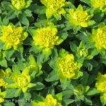 Euphorbia polychroma CUSHION Spurge Perennial Beaumont, Alberta Edmonton, Alberta Tree Nursery, Greenhouse & Garden Centre