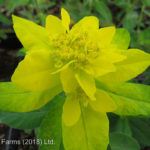 Euphorbia polychroma CUSHION Spurge Flowering Perennial Beaumont, Alberta Edmonton, Alberta Tree Nursery, Greenhouse & Garden Centre