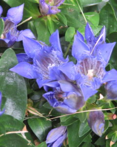 Gentian – Lagodechiana Crested