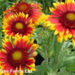 Gaillardia GOBLIN Blanket Flower Flowering Perennial Beaumont, Alberta Edmonton, Alberta Tree Nursery, Greenhouse & Garden Centre