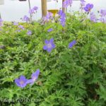 Johnson's Blue Cranesbill Flowering Perennial Tree Nursery, Greenhouse & Garden Centre
