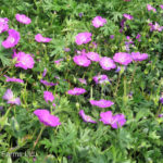 CTF Geranium sanguineum MAX FREI Cranesbill Perennial Beaumont, Alberta Edmonton, Alberta Tree Nursery, Greenhouse & Garden Centre