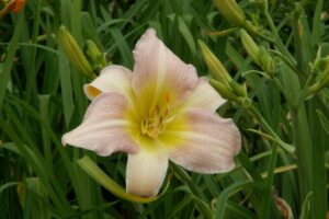 Daylily – Catherine Woodbury