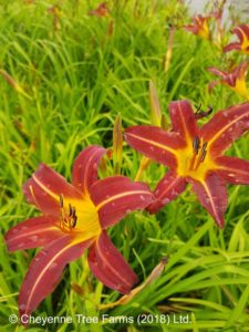 Daylily – Autumn Red