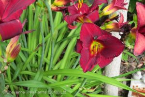 Daylily – Chicago Apache