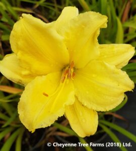 Daylily – Happy Returns