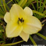 Daylily – Joan Senior