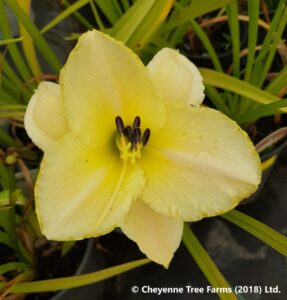 Daylily – Joan Senior