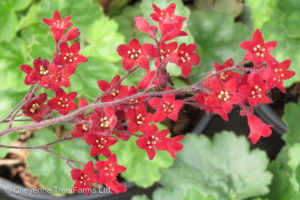 Coral Bells – Ruby Bells